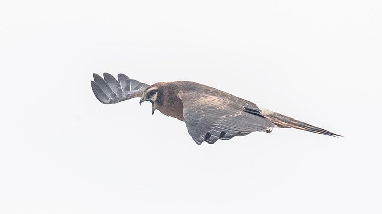 Ängshöksunge, nyligen flygg som tigger mat. Foto: Torsten Green-Petersen