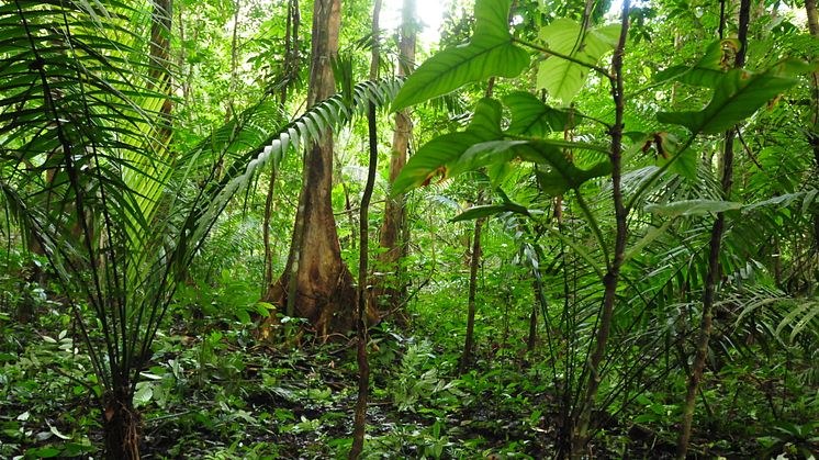 Palmer som är del av mer än 20 års kartläggning av palmer och växtplatser i Amazonas. Foto: Henrik Balslev.