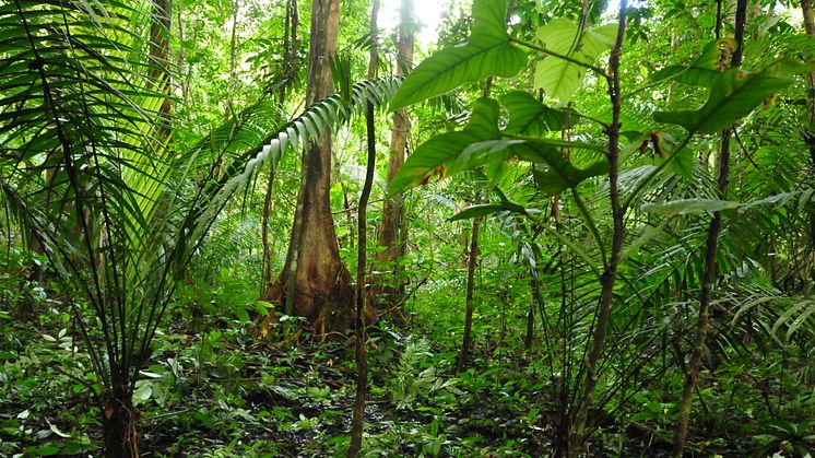 Palmer i Amazonas.