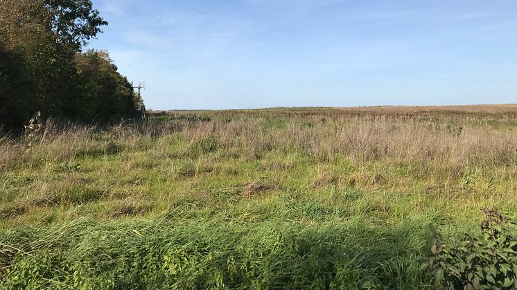 Auf dieser Fläche südöstlich von Burgebrach (Landkreis Bamberg) entsteht im kommenden Jahr ein neuer Agro-Photovoltaik-Park der Bayernwerk Natur GmbH.