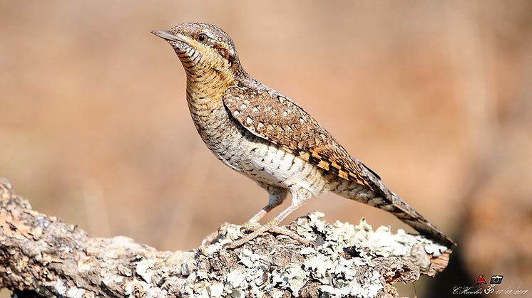 Göktyta. Foto: Carl Hawker (Macaulay Library ML176000781)