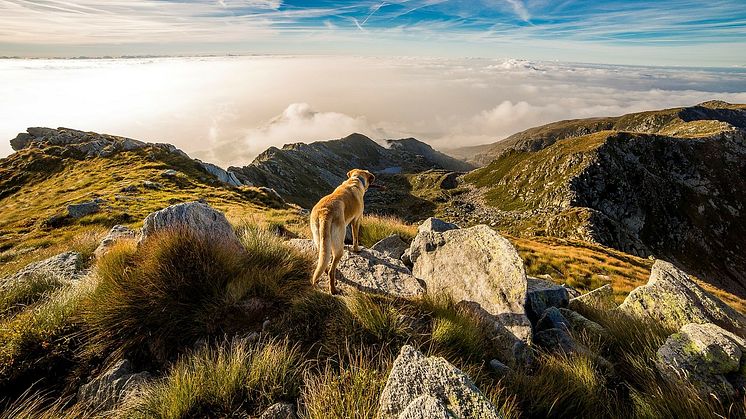 Gipfelsieg auf vier Pfoten. Wandern mit Hund unterscheidet sich grundlegend vom Wandern ohne Hund. Mit Hund ist man nämlich nie alleine.