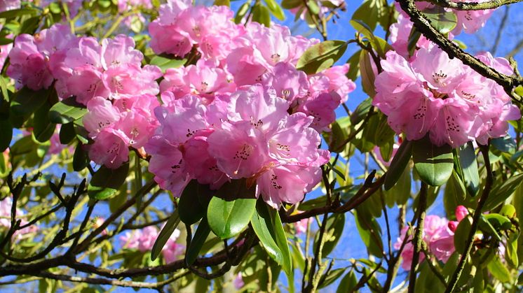 Rhododendronblomning på Sofiero