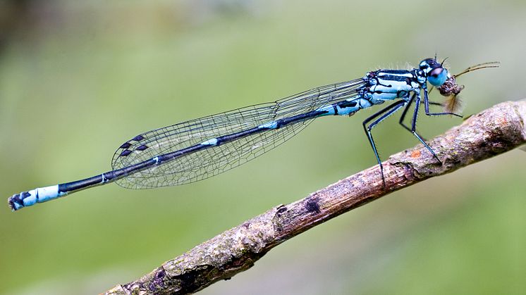 Hanne av mörk lyrflickslända (Coenagrion pulchellum) avnjuter en fjädermygga. Fotograf: Tuomas Kankanpää 