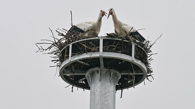 Bereits kurz nachdem das LVN-Team den Stahlkorb auf dem Betonmast montiert hatte, bezog das Weißstorchenpaar das neue Nest.