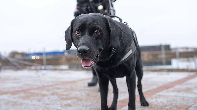 Boy från Haparanda är Årets narkotikasökhund 2018