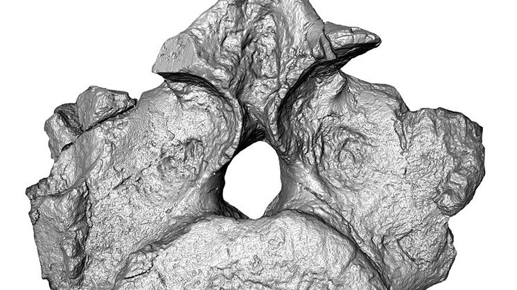Computerised tomography image of the New Zealand nothosaur vertebra