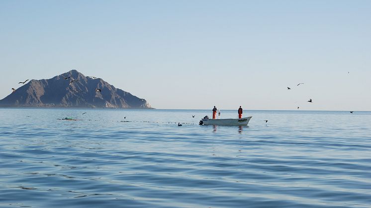 Cailforniaviken i Mexiko är rik på fisk, men också hem för världens mest utrotningshotade val: Vaquita-tumlaren. Den lilla tumlaren hotas av det fiske som bedrivs.  Foto: Sara Königson.