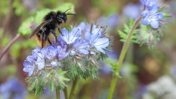 Honungsört är attraktiv för pollinerare och finns med på Jordbruksverkets lista med godkända pollen- och nektarrika växter som får sås på blommande träda.  Foto:  Albin Andersson