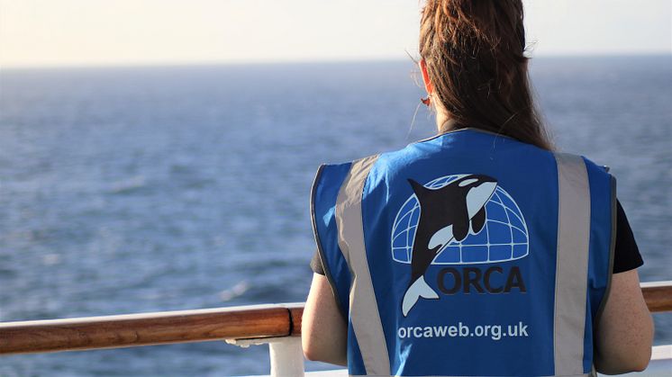 ORCA team - wildlife from deck