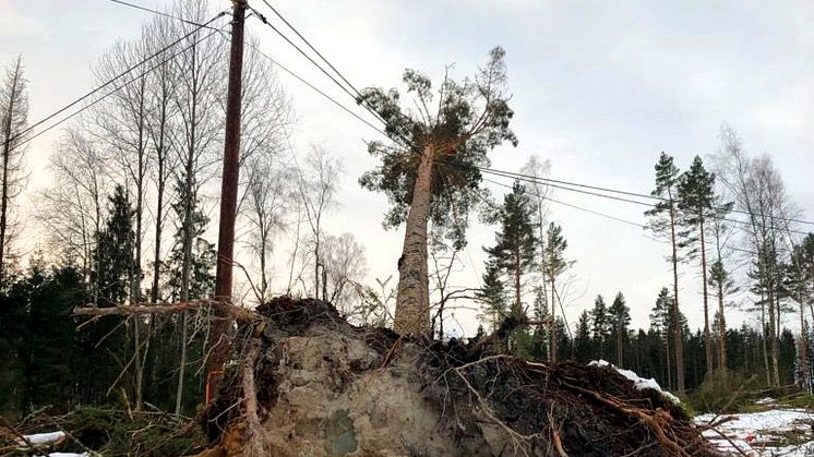 Bild från stormen Alfrida. Foto: Linde energi