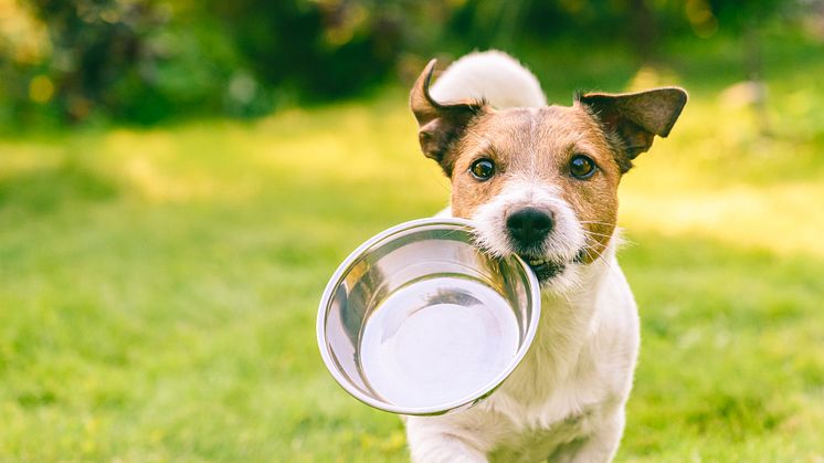 As summer heat wave temperatures soar in Europe and the USA to blistering levels, it is vital to remember the hydration needs of pets (Credit: Alexei_tm  Stock photo ID-1173954887.jpg)