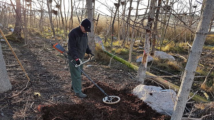 Skanning efter PIT tags i skarvkoloni på Själaön utanför Dalälvens mynning. Foto: Peter Åkerström