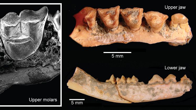 Lemdubuoryctes aruensis fossil teeth and jaws