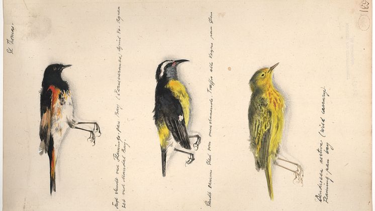 000062268_Ib Andersen 277: Tre småfugle fra St. Thomas_Ib Andersen_Museet for Søfart