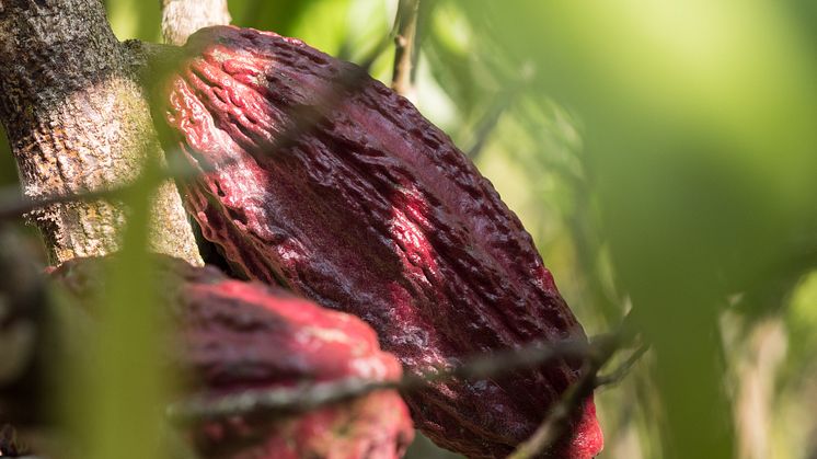 Enligt rapporten från ILO och Unicef har man bland annat sett en ökning av barnarbete inom kakaobranschen i Elfenbenskusten. Foto: Fairtrade Sverige