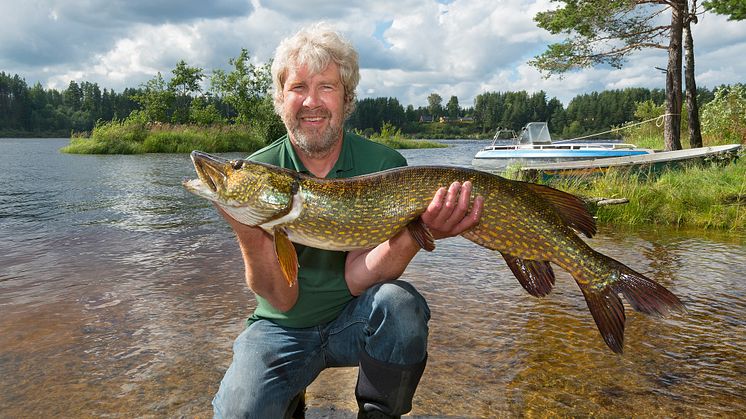 Denne storgjedda på 10 kg ble tatt opp med storruse under De nordiske jakt og fiskedagene i 2015. Publikum fikk både være med på ruseopptak og se den svære fisken, som her holdes av Kjetil Rukan. Foto: Bård Løken/Anno Norsk skogmuseum