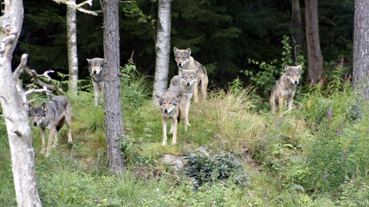 En vargflock - men hur stor är egentligen en flock och vad bör omräkningsfaktorn vara för att ge en rättvis bild? Foto: Frode Fjellstad/mostphotos.com