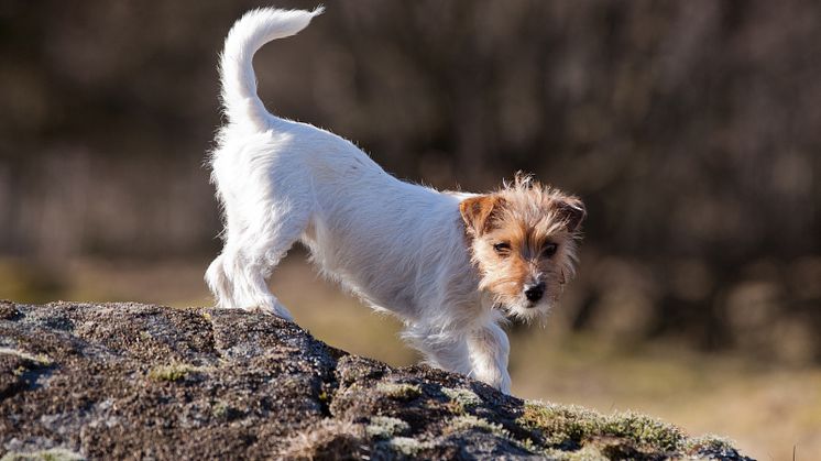 Jack Russel terriern Mocca är försiktig med vart hon sätter tassarna.