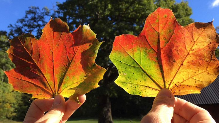 Välkommen till en njutningsfull höst på naturum