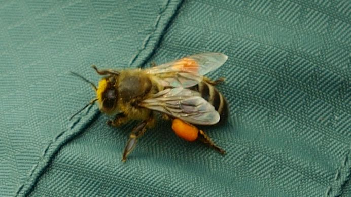 Bi med fulla pollensäckar