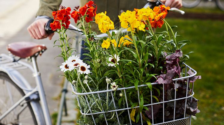 Vårflirtsortimenet är ett premiumsortiment av vårblommor som är perfekta att kombinera med penséer och lökväxter.  Foto: Lina Arvidsson