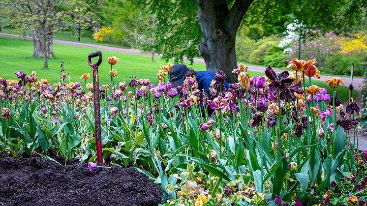 Årets vårflor grävs upp för att skänkas till skol- och fritidsförvaltningen i Helsingborg. Foto: Johanna Kärnstrand