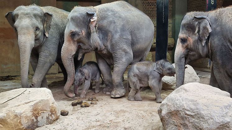 Die Elefantendamen Thuza, Kewa und Pantha mit den beiden Jungtieren - Foto: Zoo Leipzig