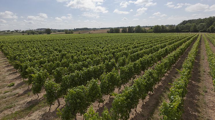 Vineyards in Montreuil Bellay