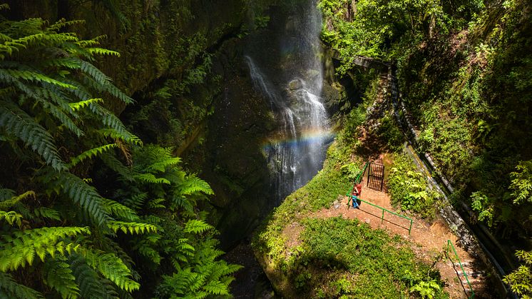 I skogen Los Tilos på La Palma går vandringen genom frodig lagerskog och vattenfall. Foto: Canary Islands Tourism. 