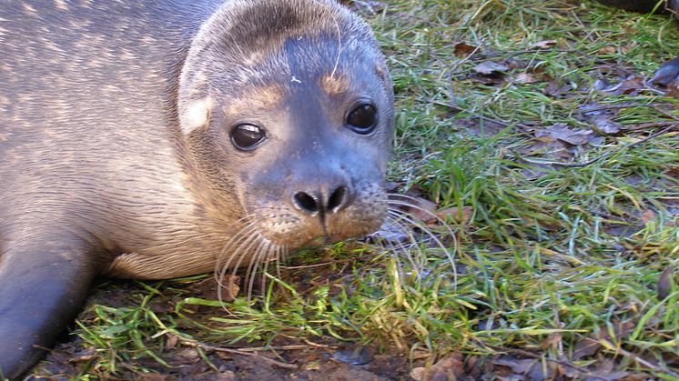 Skånes Djurparks djur blir TV-kändisar