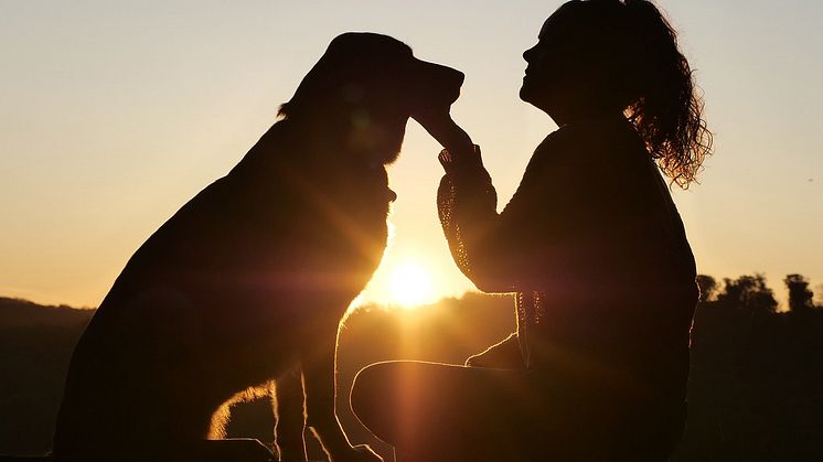 Dognews.se, Sveriges största plattform om hundar, gör nylansering!