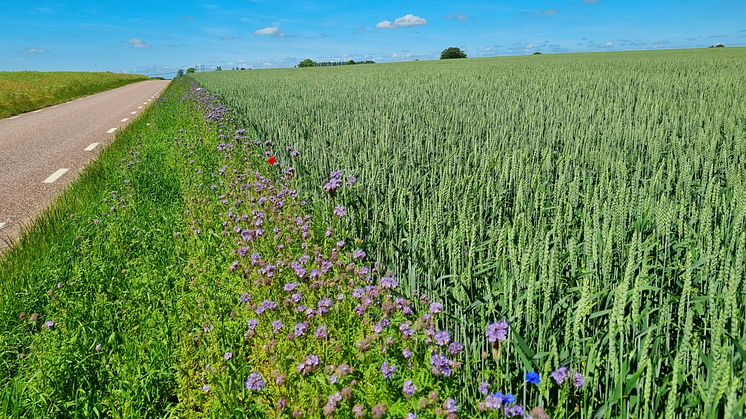 Blommande åkerkanter press