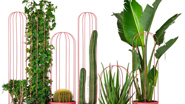 Cacti planteringskärl, design Anki Gneib