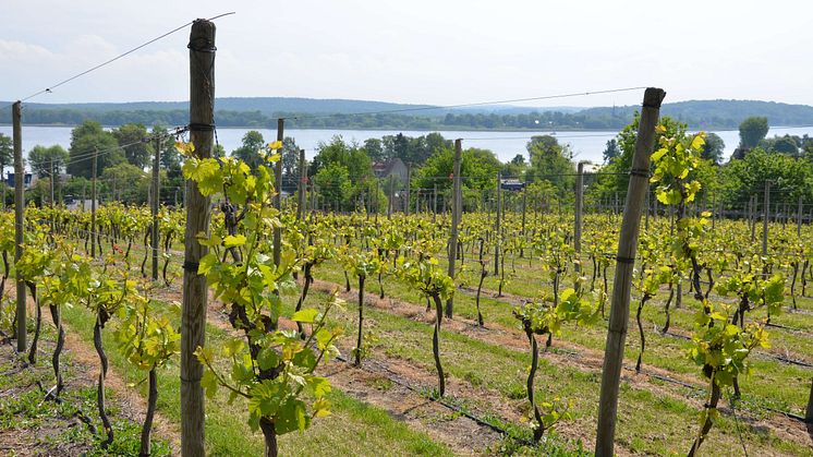 Wasser und Wein – beides kann man in Brandenburg genießen, wie hier in den Weinbergen von Werder an der Havel. Foto: TMB-Fotoarchiv / Maria Falkenberg 