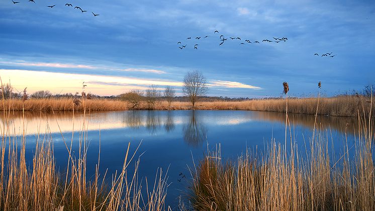 Blyammunition förbjuds äntligen vid våtmarker i hela EU