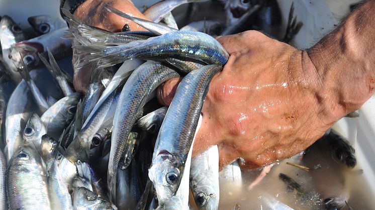 Västerbottens kustnära mattraditioner ska tas till vara i projektet Hållbara maritima mattraditioner i Kvarken. Foto Sirpa Kärki