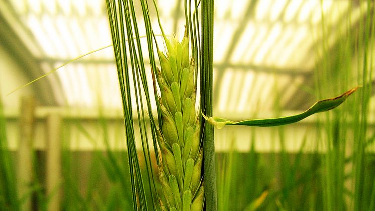 Kornplanta. Foto: Chuanxin Sun