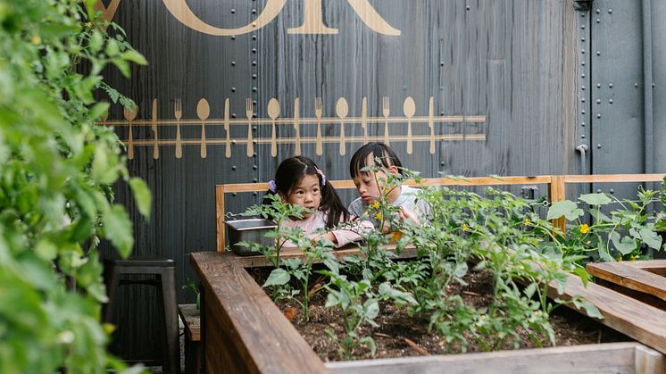 Børn der planter grøntsager i plantekasse