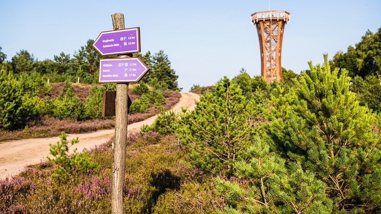 Der „Heide-Erlebnisweg“ führt zum Heideturm inmitten der Kyritz-Ruppiner Heide. Foto: Markus Tiemann.