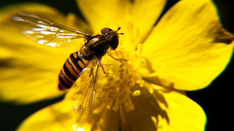 Stark resolution om biologisk mångfald trots högerns försök till urvattning