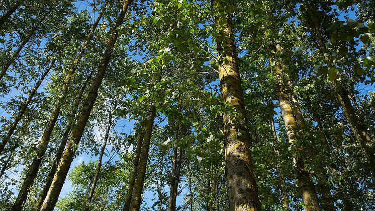 Avverkningsmogna hybridpopplar 26 år efter planteringen i södra Sverige nära Vombsjön. Foto: Almir Karacic