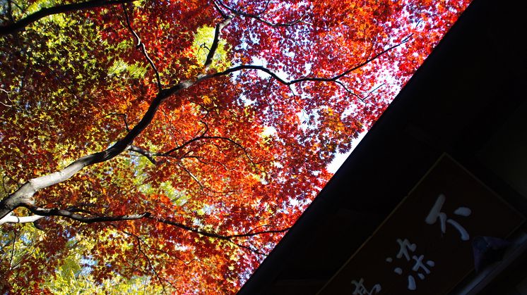 Kawagoe -Fall leaves at Nakain