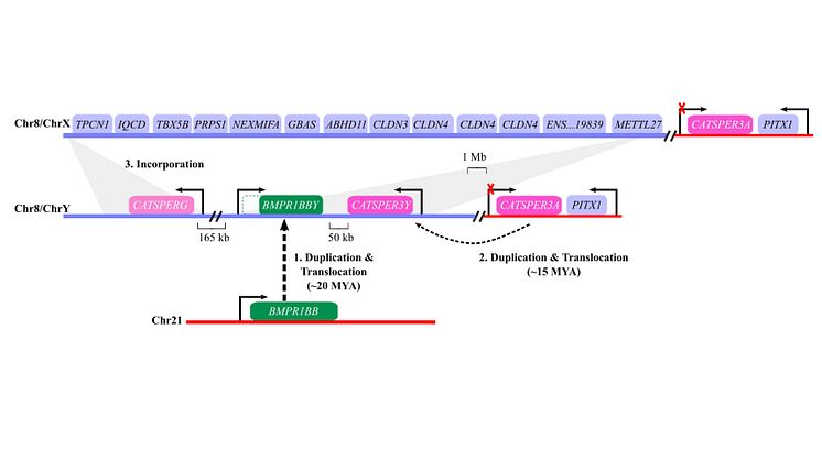 The birth of a Y chromosome in Atlantic herring