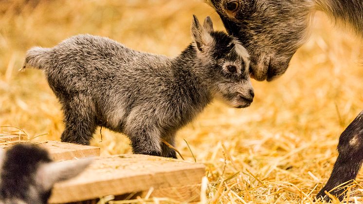 Säkert vårtecken: årets babyboom har startat! 