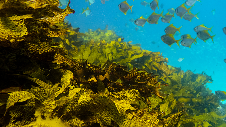 Program for marin restaurering har som mål om å gjenopprette 1 500 hektar med marine habitater innen 2030.