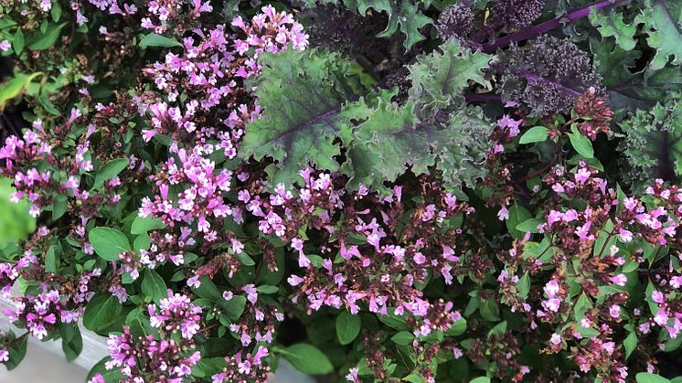 Förutom prydnadsgräs, mörkbladiga växter och blommor i rosa och rödviolett är bland annat perenner som går i silvriga, ljusgula och blåvioletta toner givna som sällskapsväxter.