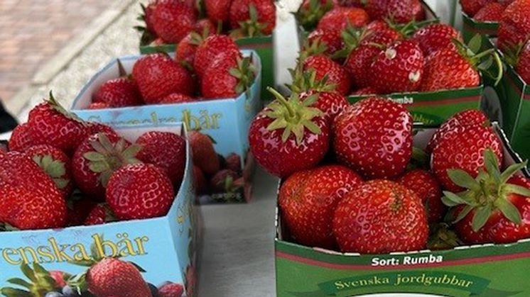 Under juni har Helsingborgs stad och polisen kontrollerat tillfälliga jordgubbsförsäljare.