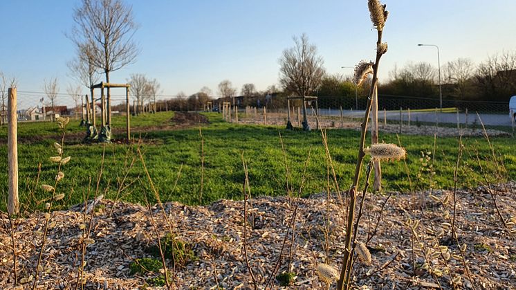 Trädplantering i Rydebäck. Foto Elias Halling