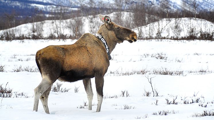 För första gången har forskare samtidigt mätt hjärtslag och temperatur hos älg under lång tid under naturliga förhållanden. Foto: Jon Arnemo